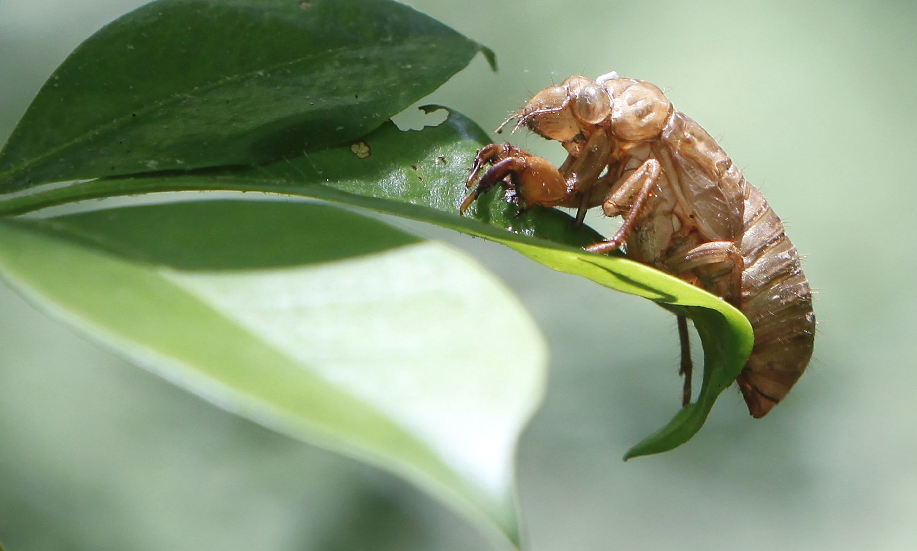 R0522_BUGS01